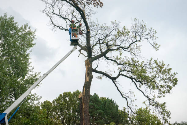 Professional Tree Service in Casper, WY